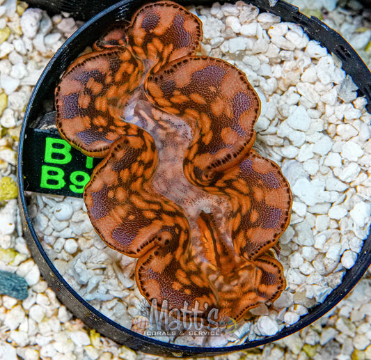 3" Gold Maxima
