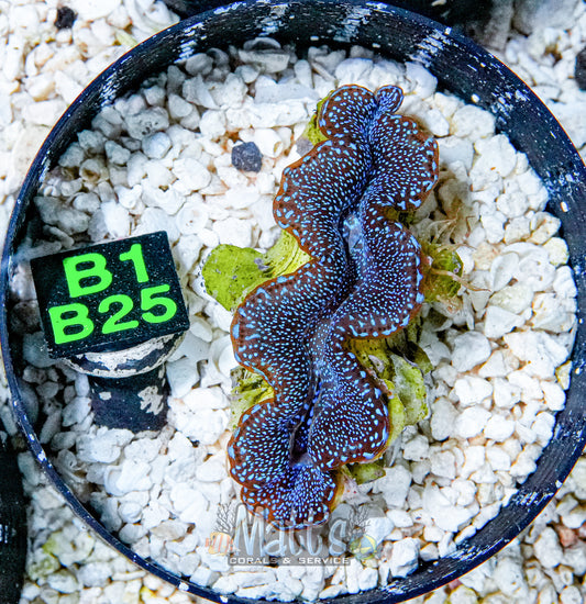 2" Blue Squamosa