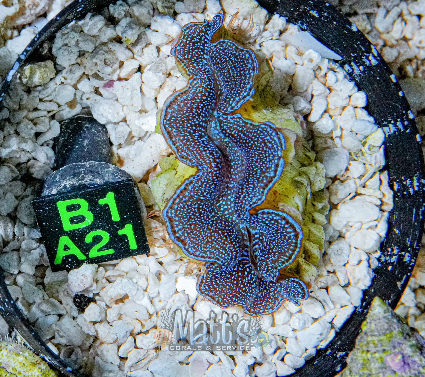 2" Blue Squamosa