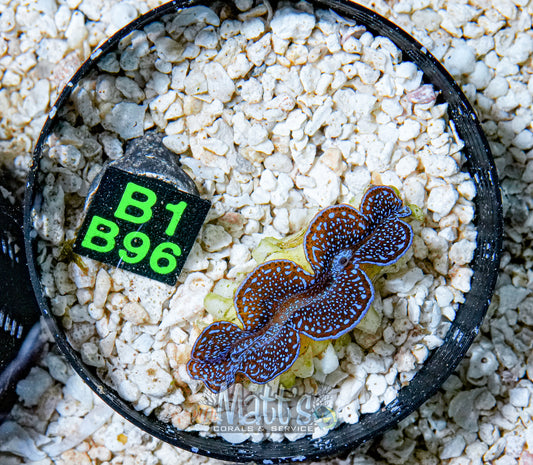 2" Blue Squamosa