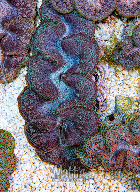 Ningaloo 4-5" Clam