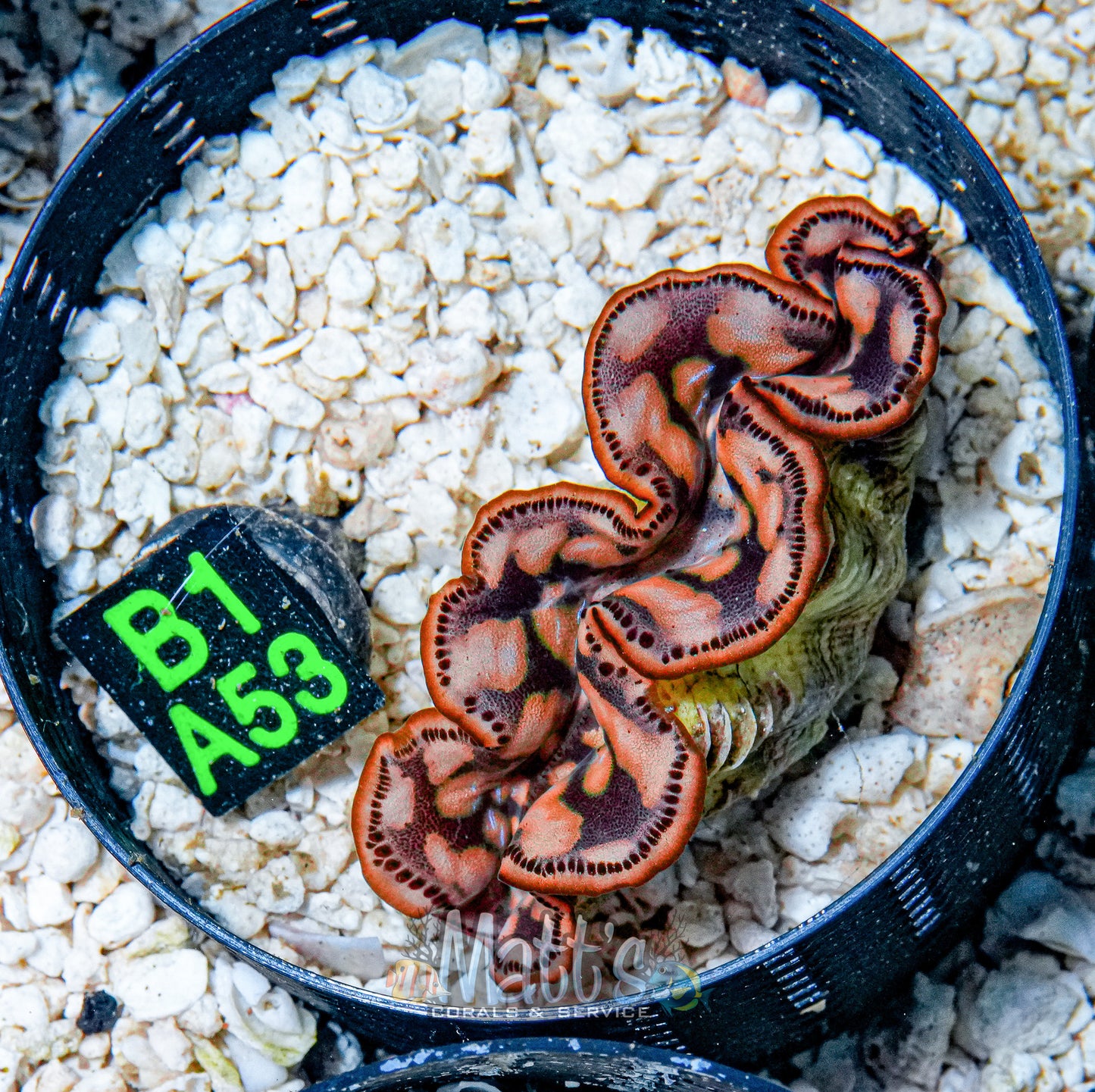 3" Gold Maxima