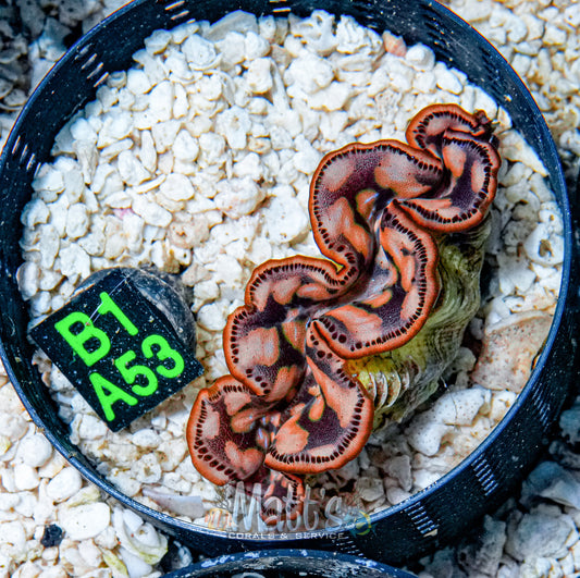 3" Gold Maxima