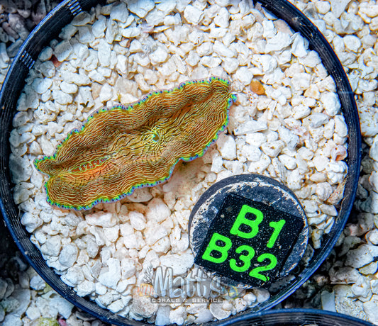 1.5-2" Derasa