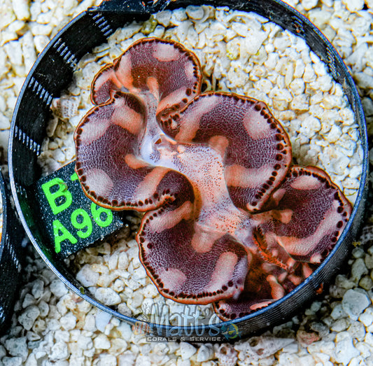 3" Gold Maxima