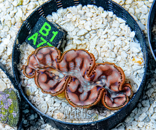 3" Gold Maxima