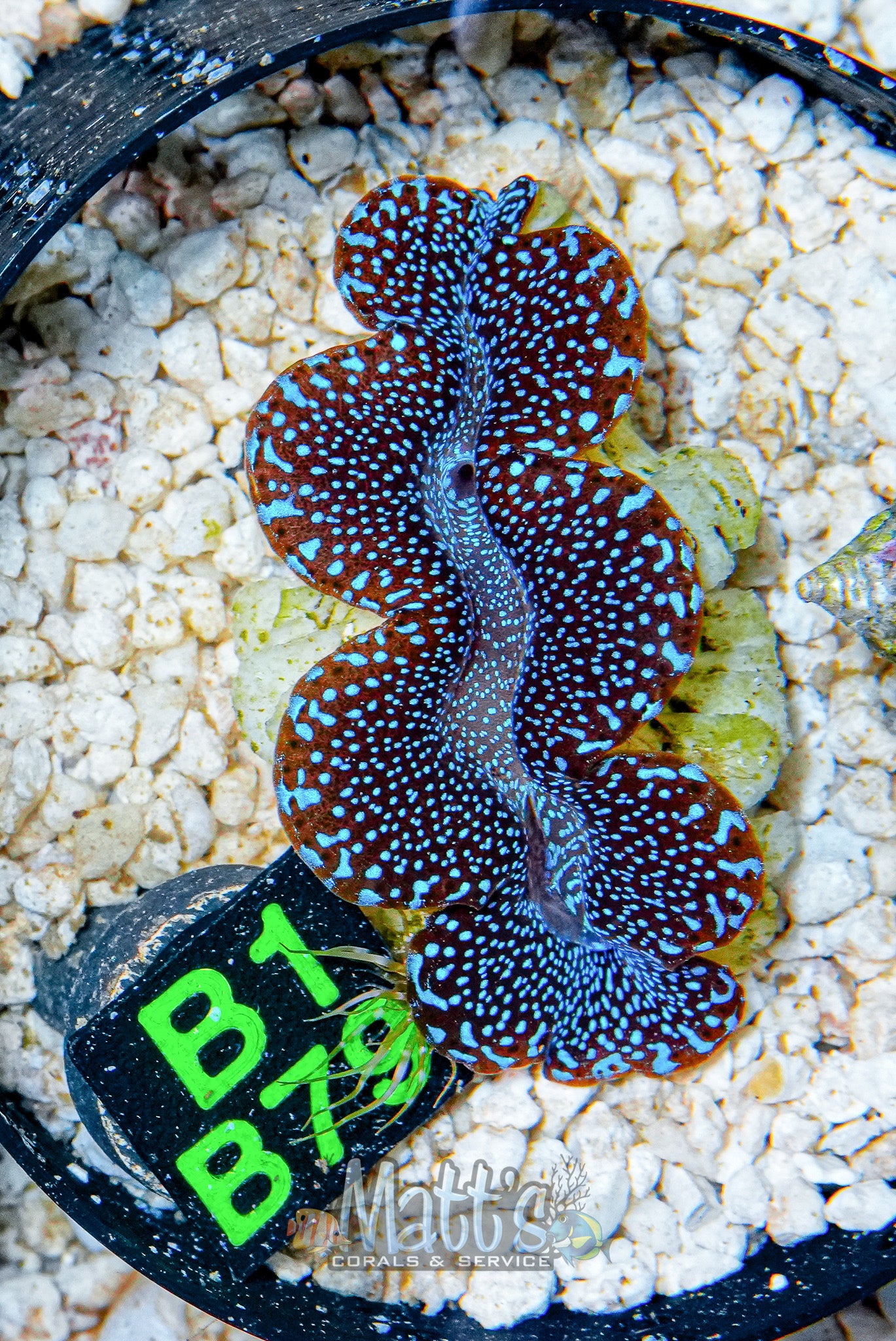 2" Blue Squamosa