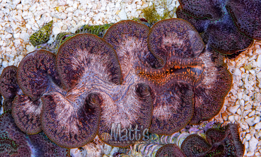 5-6" Ningaloo Clam