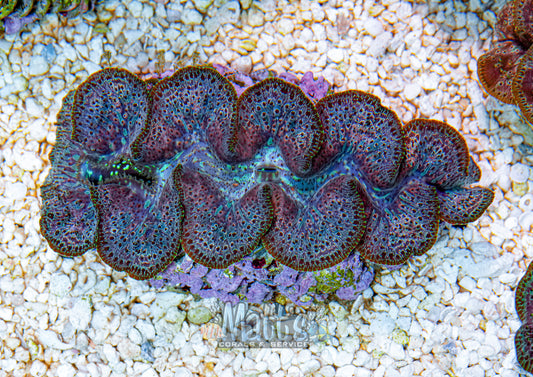 5-6" Ningaloo Clam