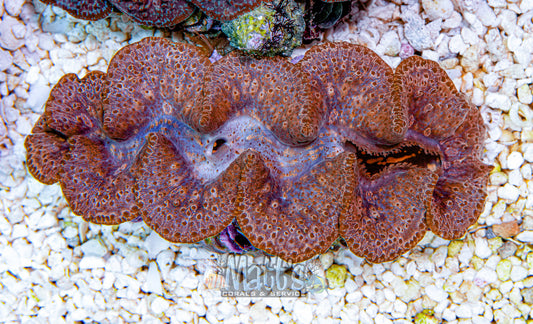 5-6" Ningaloo Clam