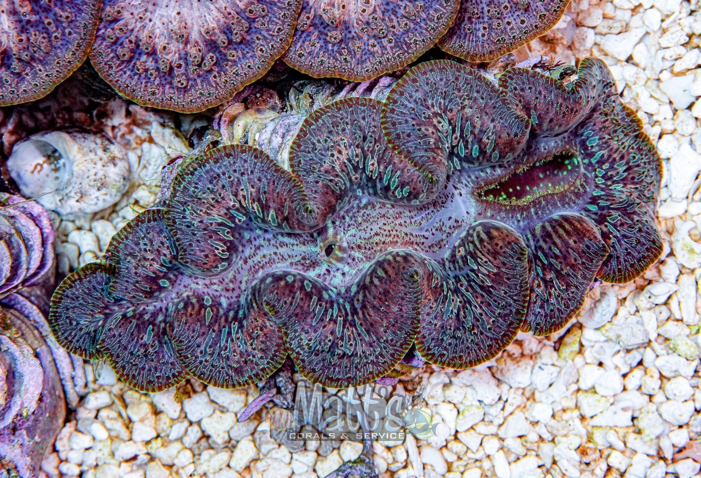 4-5" Ningaloo Clam