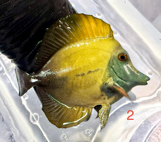 Koi Tang 2