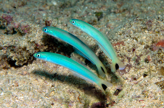 Zebra Barred Dartfish, Trio