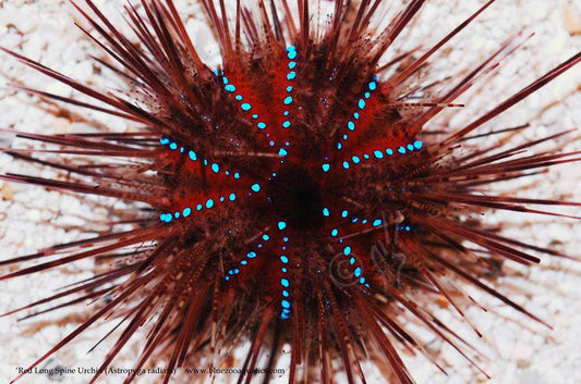 Rainbow Urchin