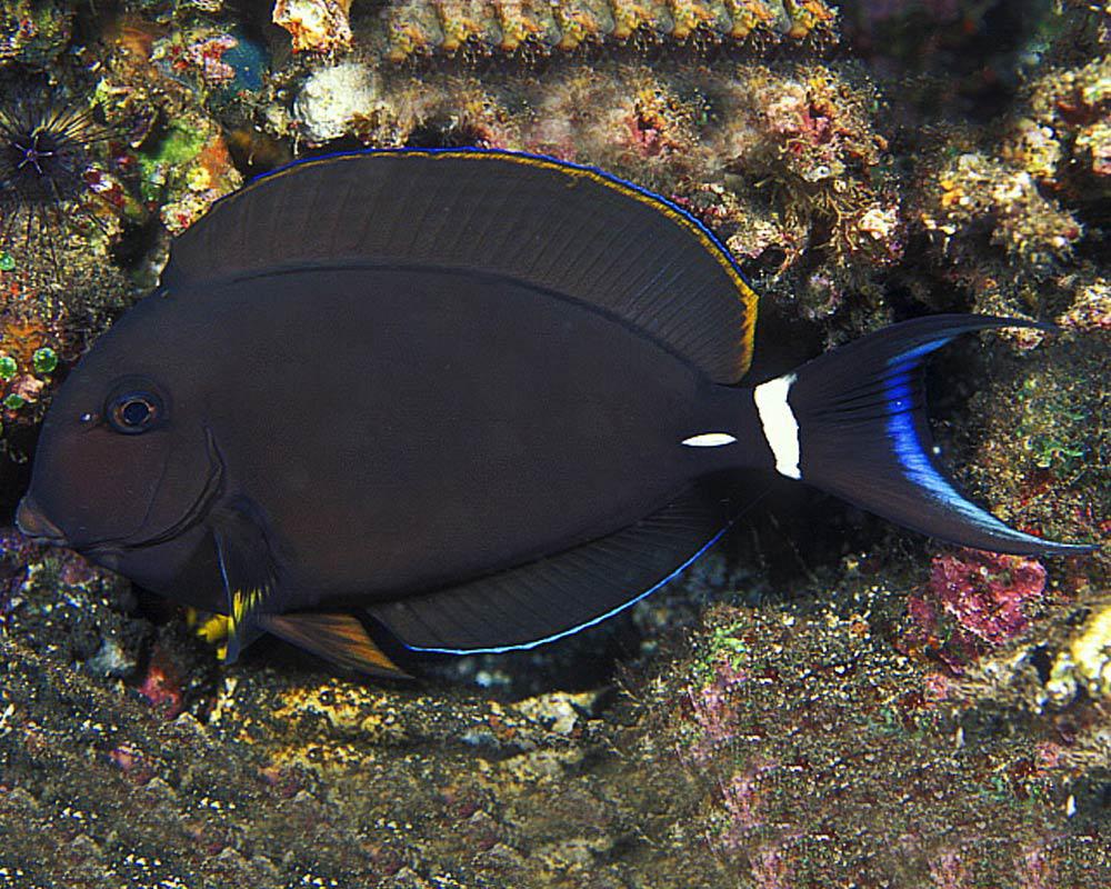 Epaulette Tang