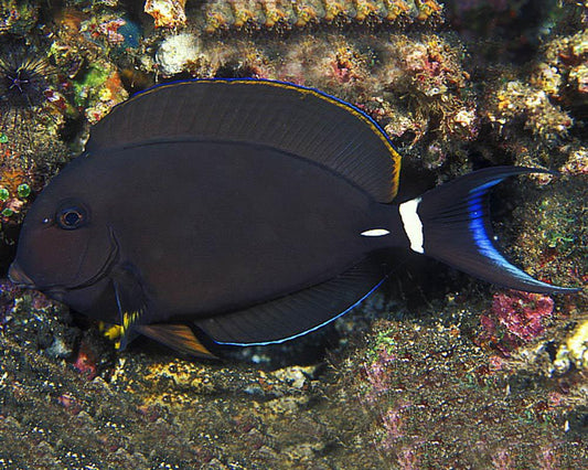 Epaulette Tang