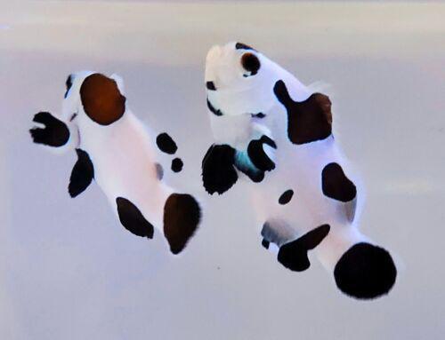 Black Storm Clownfish PAIR