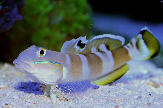 Tiger Wardi Goby