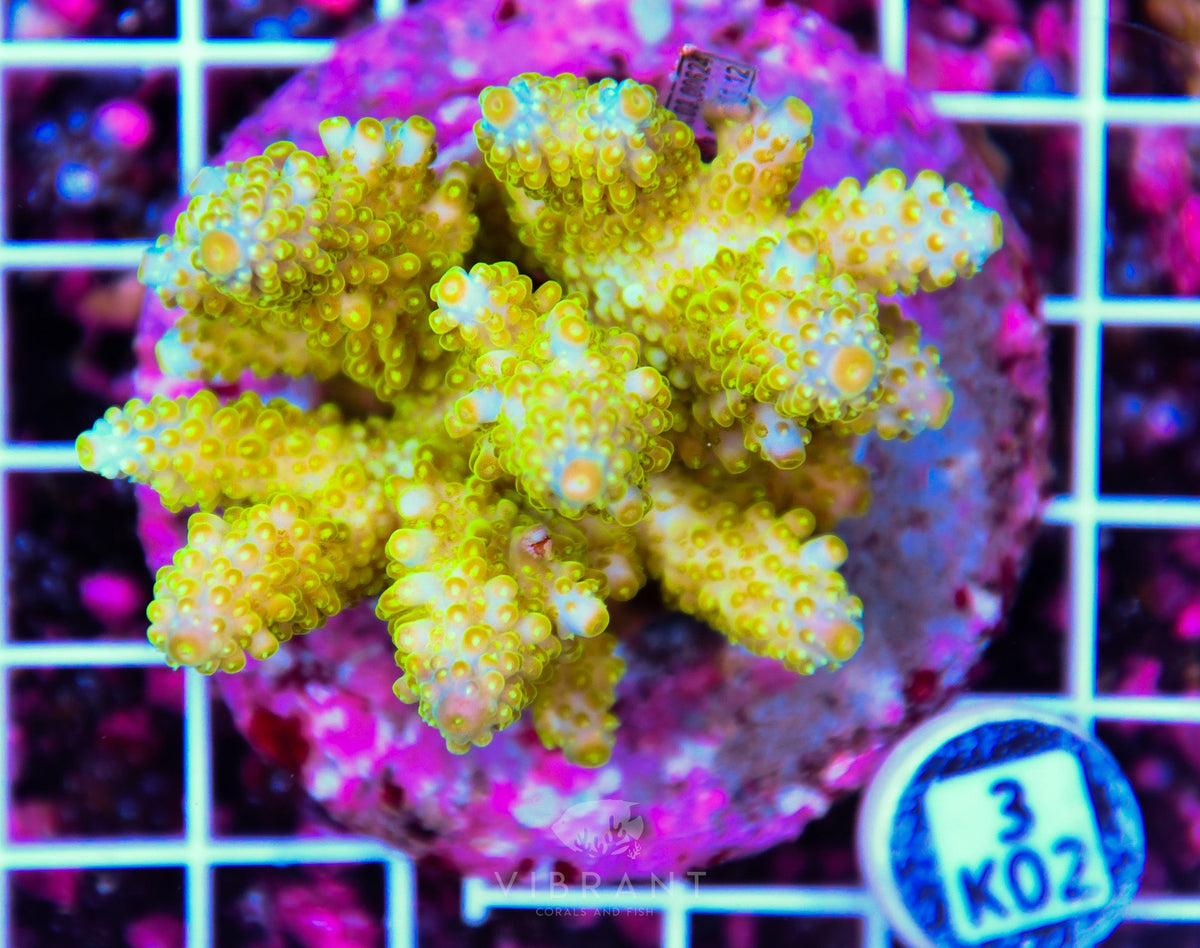 Acro INDO