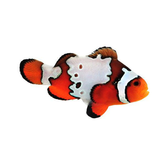 Fancy Snowflake Clownfish