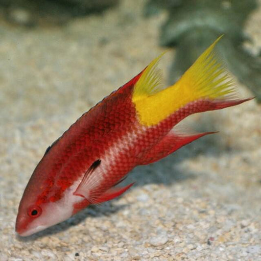 Cuban Hogfish