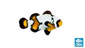 ORA Black Ice Snowflake Ocellaris