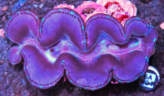 4-5” Aussie Maxima