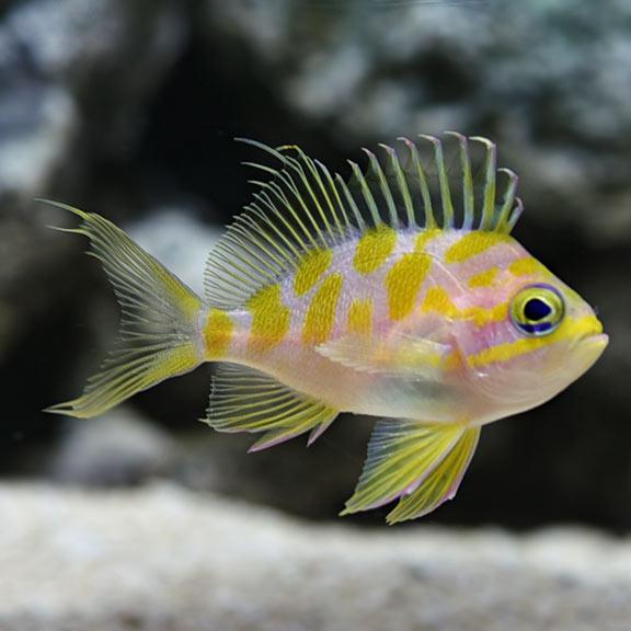 Borbonius Anthias