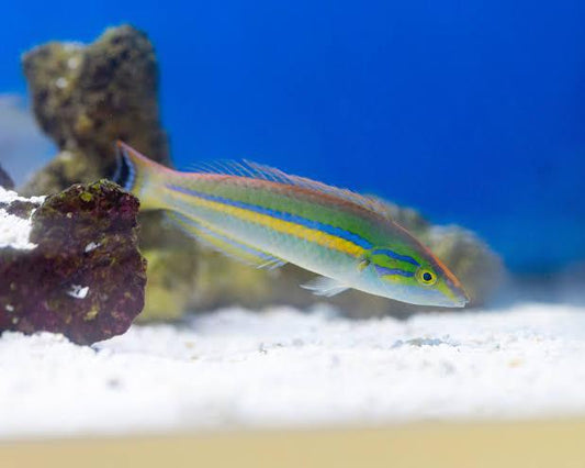 Small Tail Pencil Wrasse