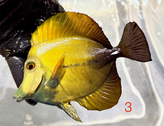 Koi Tang 3