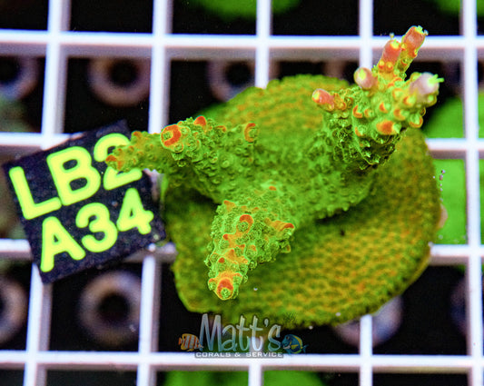 Green Acro Frag “WYSIWYG”