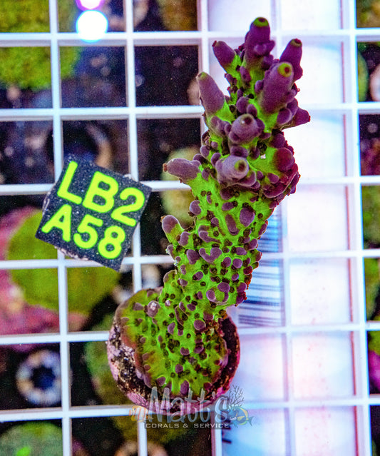 Fox Flame Acro Frag “WYSIWYG”
