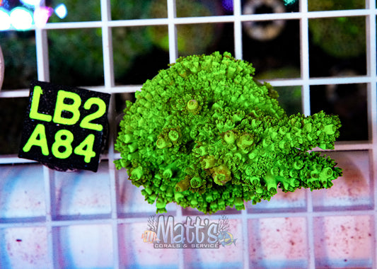 Green Highlighter Acro Frag Fully Encrusted “WYSIWYG”