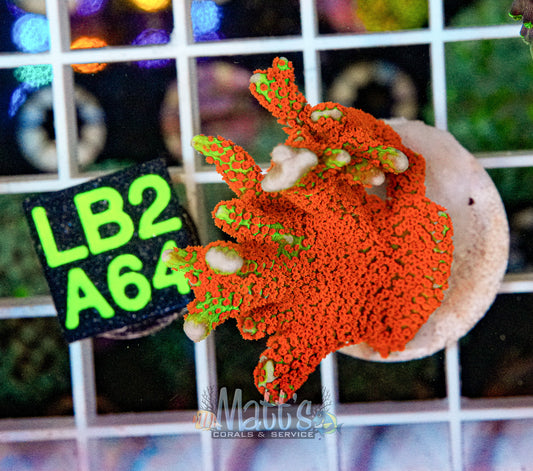 Bubble Gum Digitata Frag “WYSIWYG”
