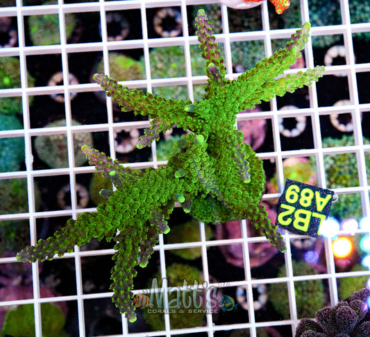 Green Slime Stag Frag Fully Encrusted “WYSIWYG”