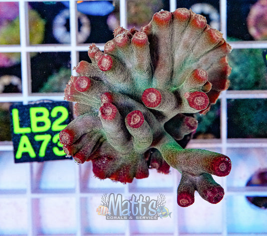 SPS Frag “WYSIWYG”