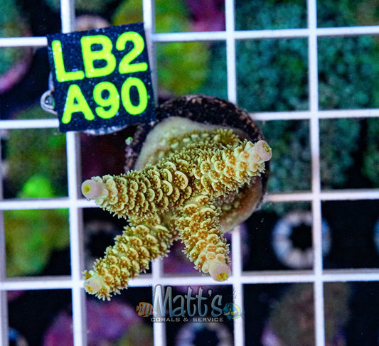 Yellow/Gold SPS Frag “WYSIWYG”