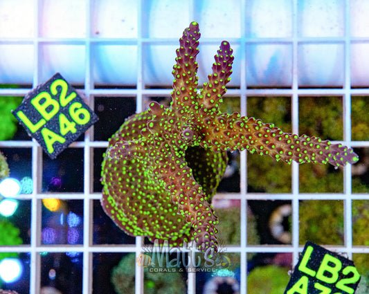 Purple Jade SPS Frag Fully Encrusted “WYSIWYG”
