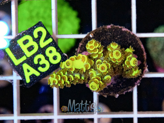 Yellow/Gold SPS Frag “WYSIWYG”