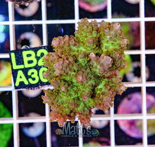Carolina Reaper SPS Frag “WYSIWYG”