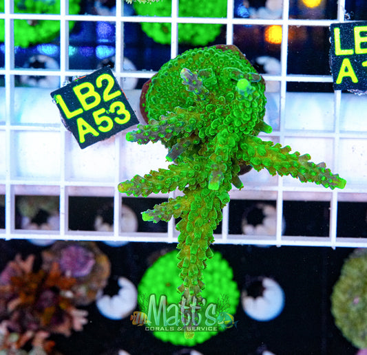 Green Slime Stag Frag Fully Encrusted “WYSIWYG”