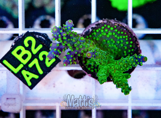 SPS Frag “WYSIWYG”