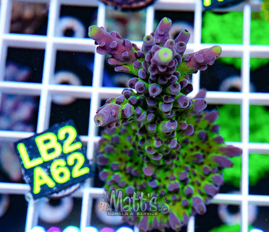 SPS Frag “WYSIWYG”