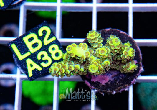 Yellow/Gold SPS Frag “WYSIWYG”