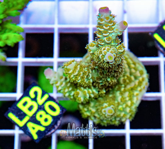 Yellow/Gold SPS Frag “WYSIWYG”