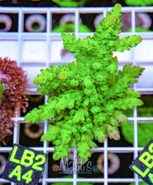 Ultra Green SPS Frag Fully Encrusted “WYSIWYG”