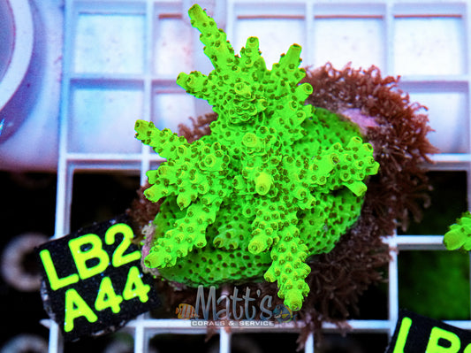 Ultra Green SPS Frag Fully Encrusted “WYSIWYG”