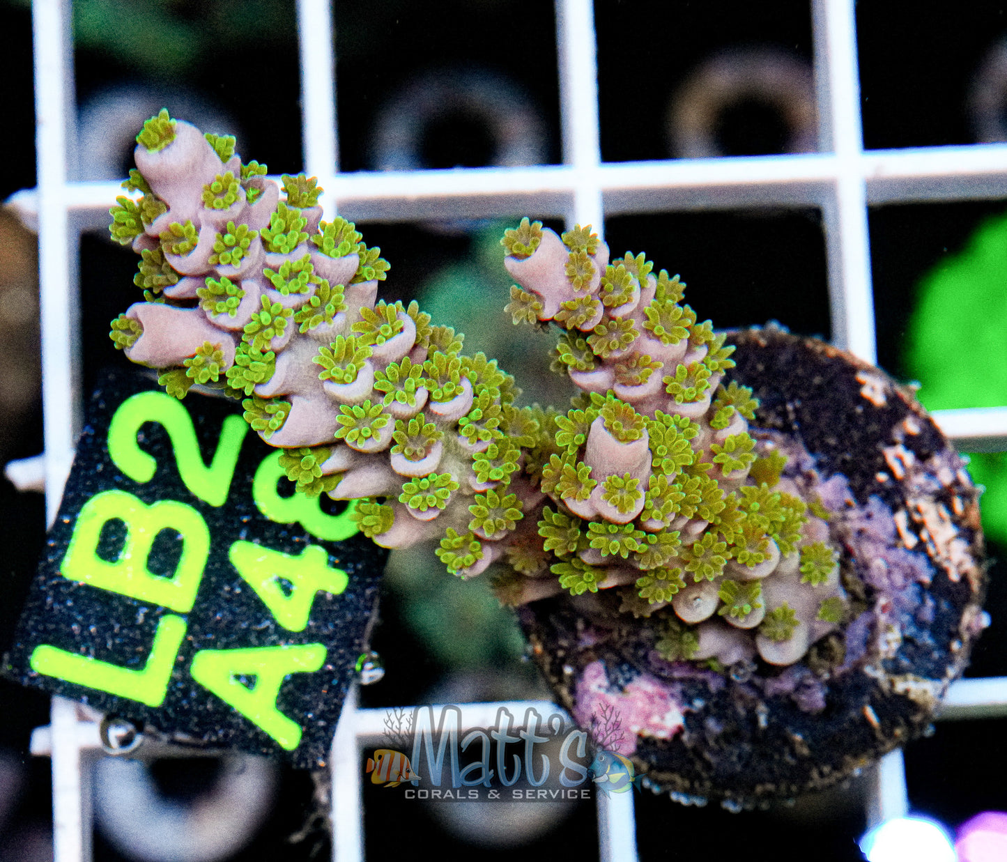 SPS Frag “WYSIWYG”