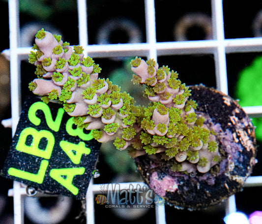 SPS Frag “WYSIWYG”