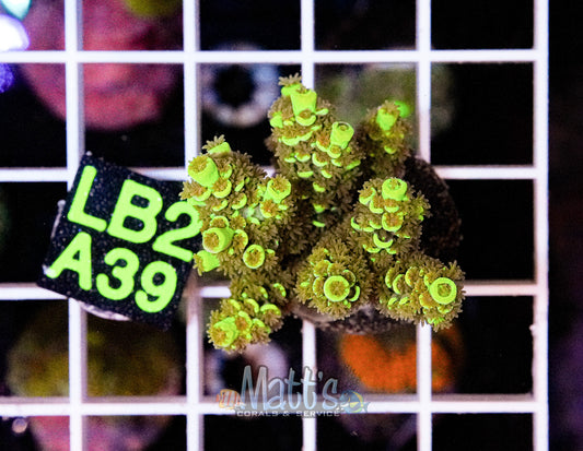 SPS Frag “WYSIWYG”